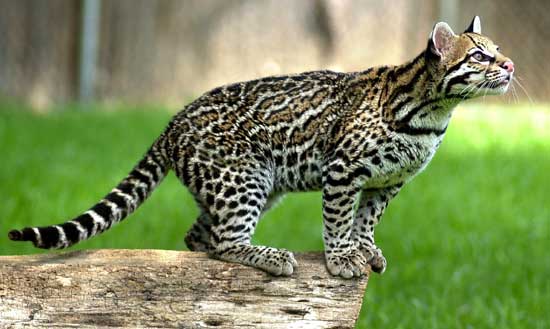 ubuntu-11-10-oneiric-ocelot